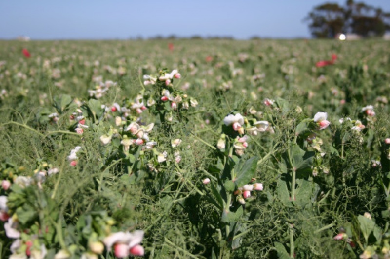 Pulse Australia Choosing Field Pea Varieties In Wa 5087