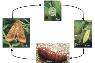 Pulse Australia - APB Native budworm